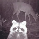 Енотище 