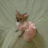 Хлоя