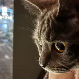 Кот Дымок
