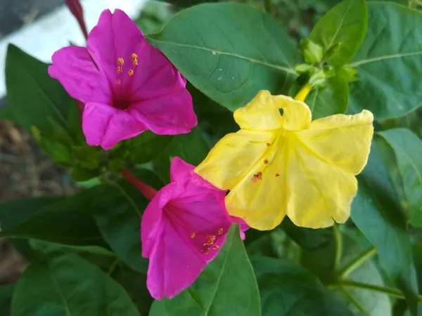 Magenta Yellow