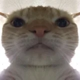 DelovoyKotya🐾
