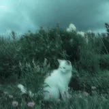 Михей