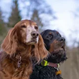 A. J. And Some Dachshunds