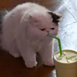 Cat with a glass