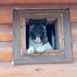73666