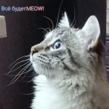 cat Diesel