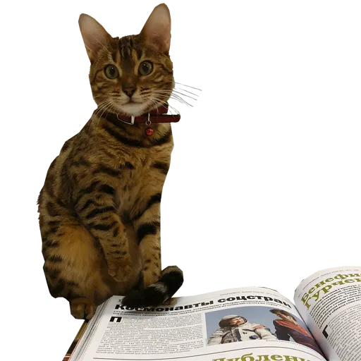 Luna:Reading Cat