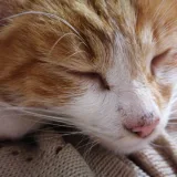 Кот