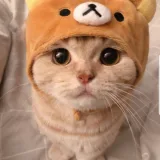 Помощь Приютам