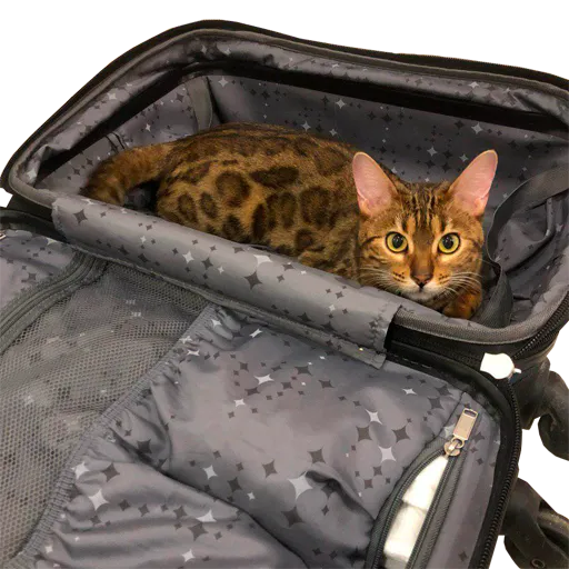 Luna: Suitcase