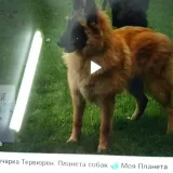 Малена 